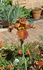 Iris 6 Blog 2008.jpg